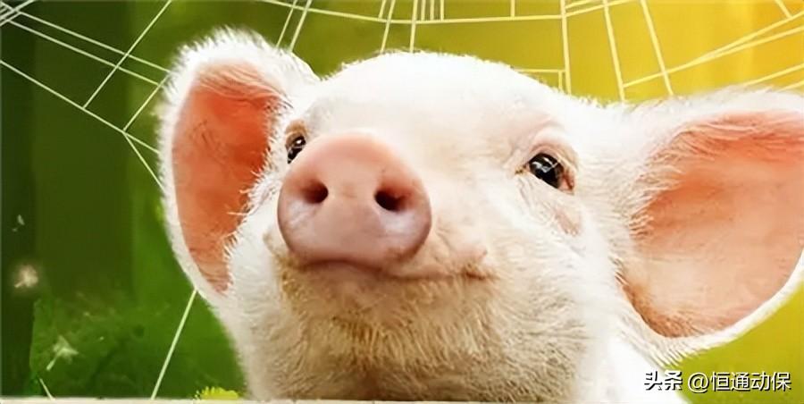  農業農村部辦公廳關于加強動物診療管理工作的通知